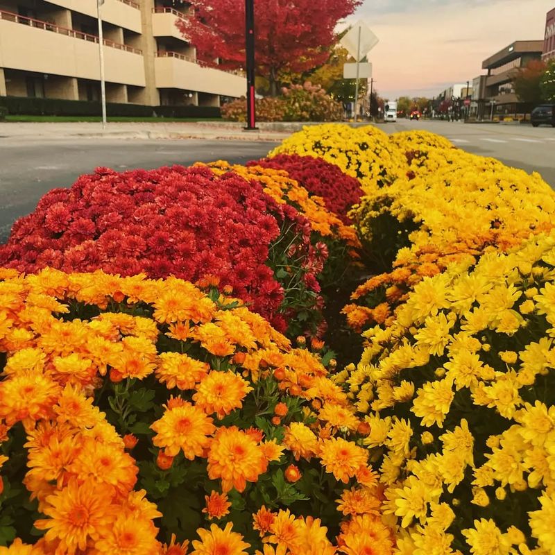 New Era's Chrysanthemum Fields And Gourd Selection