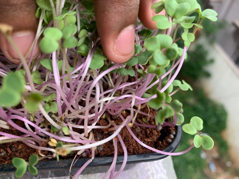 Mustard Sprouts