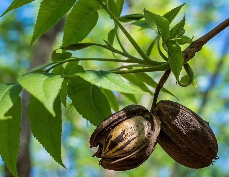 Pecans