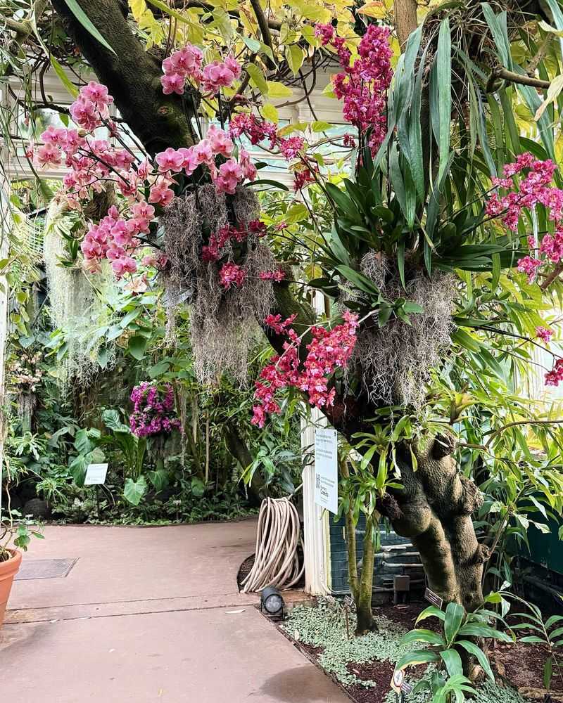 Orchid Outpost