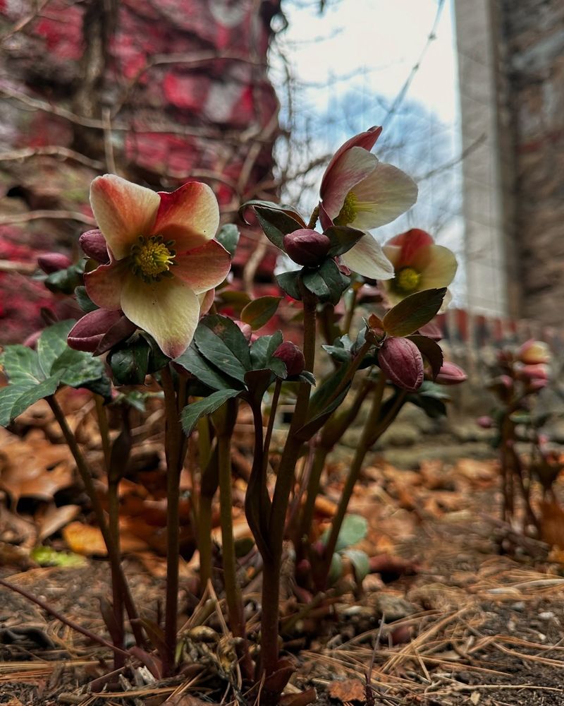 Hellebore Hates Hot Weather Moves