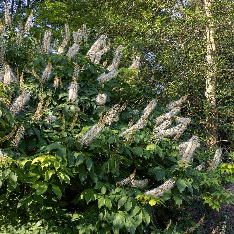 Bottlebrush Buckeye