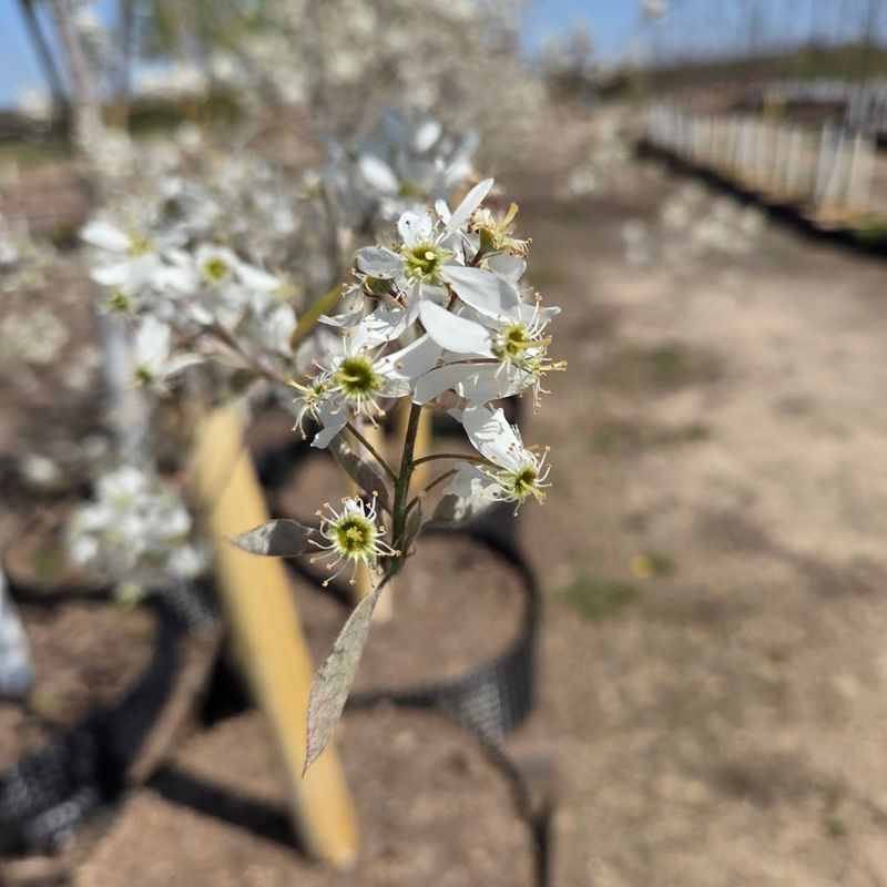 Utah Serviceberry