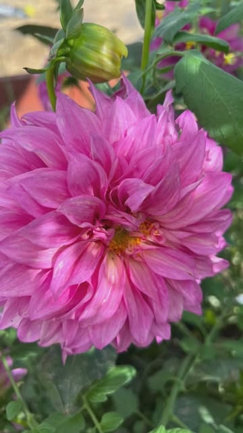 Cambria's Pine-Shaded Dahlia Secrets