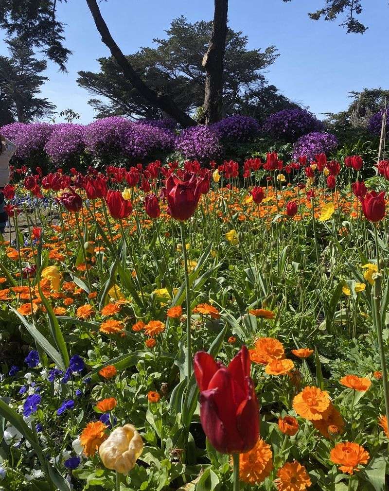 Idyllwild's Alpine Tulip Collection
