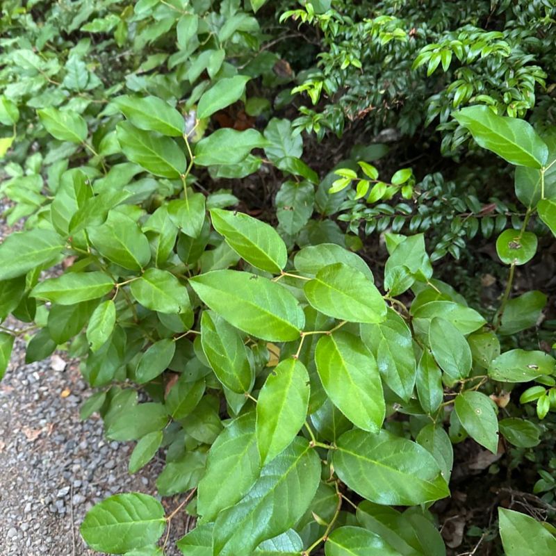 Salal