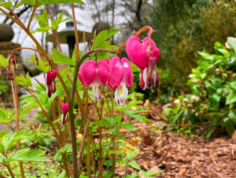 Bleeding Heart: Nature's Valentine