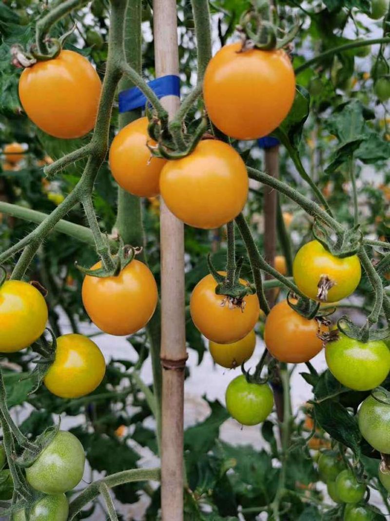 Prune And Train Tomatoes For Final Harvests