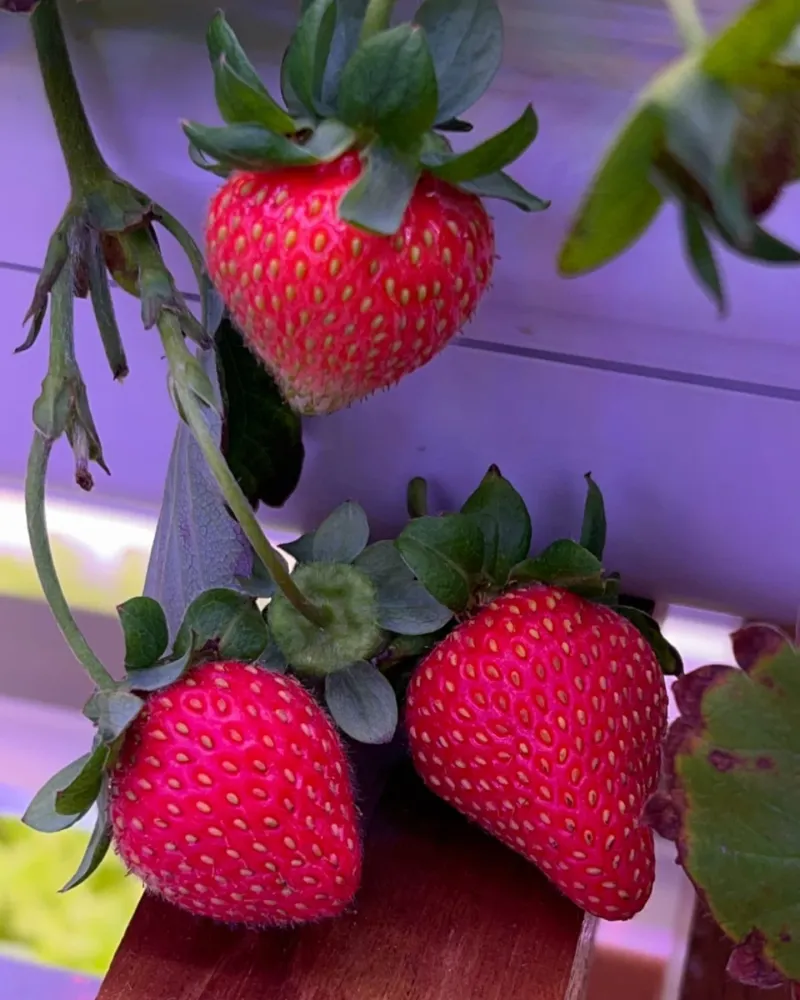 Prevent Pest Problems