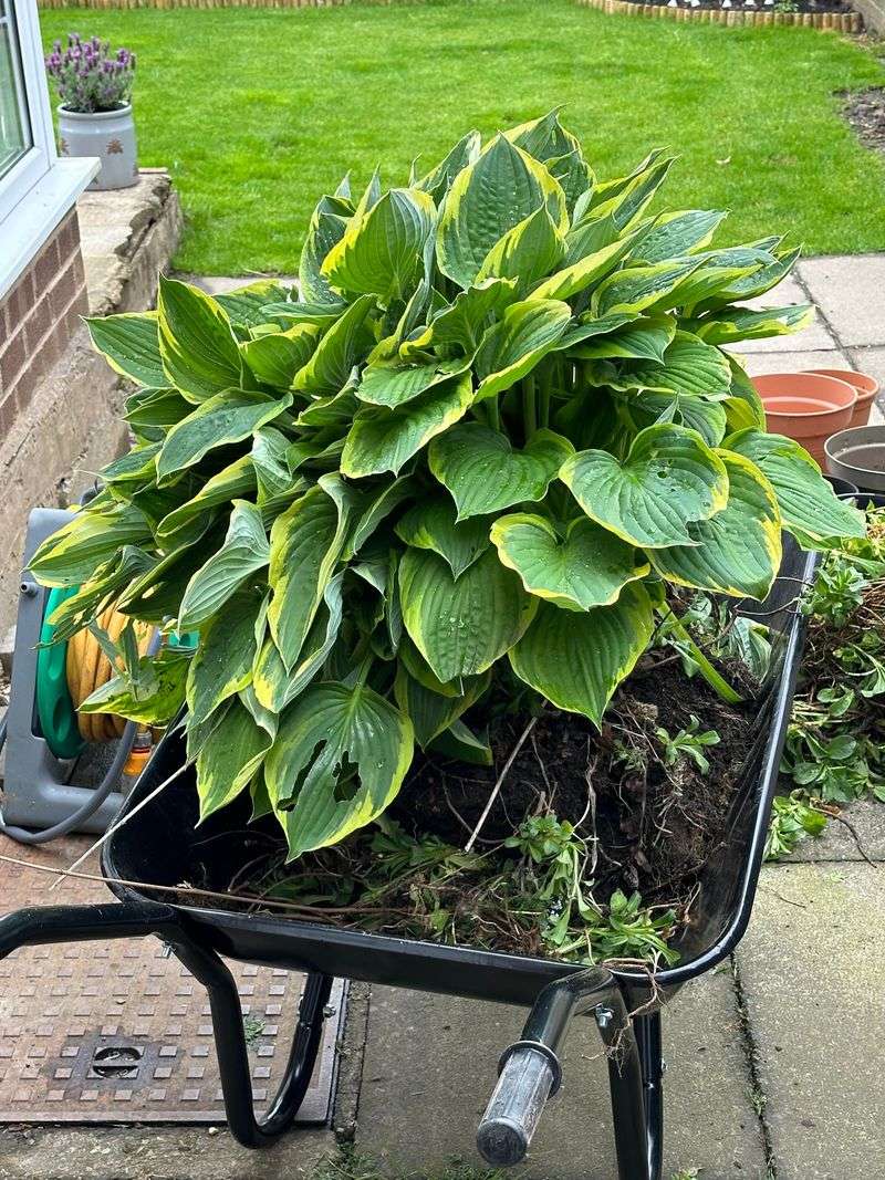 Divide Overgrown Plants Every 4-5 Years