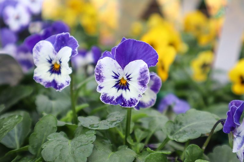 Deadheading Technique