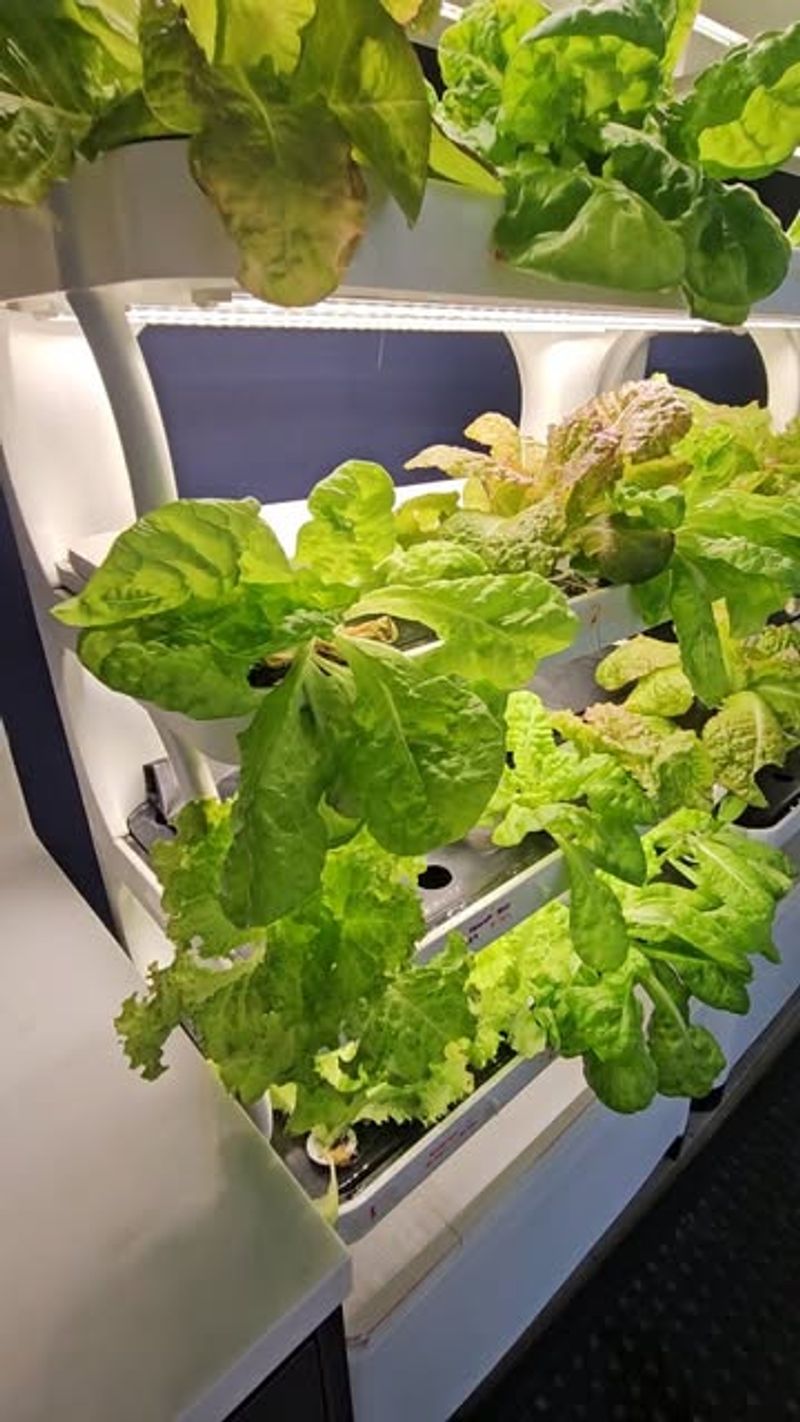 Extended Harvest Window