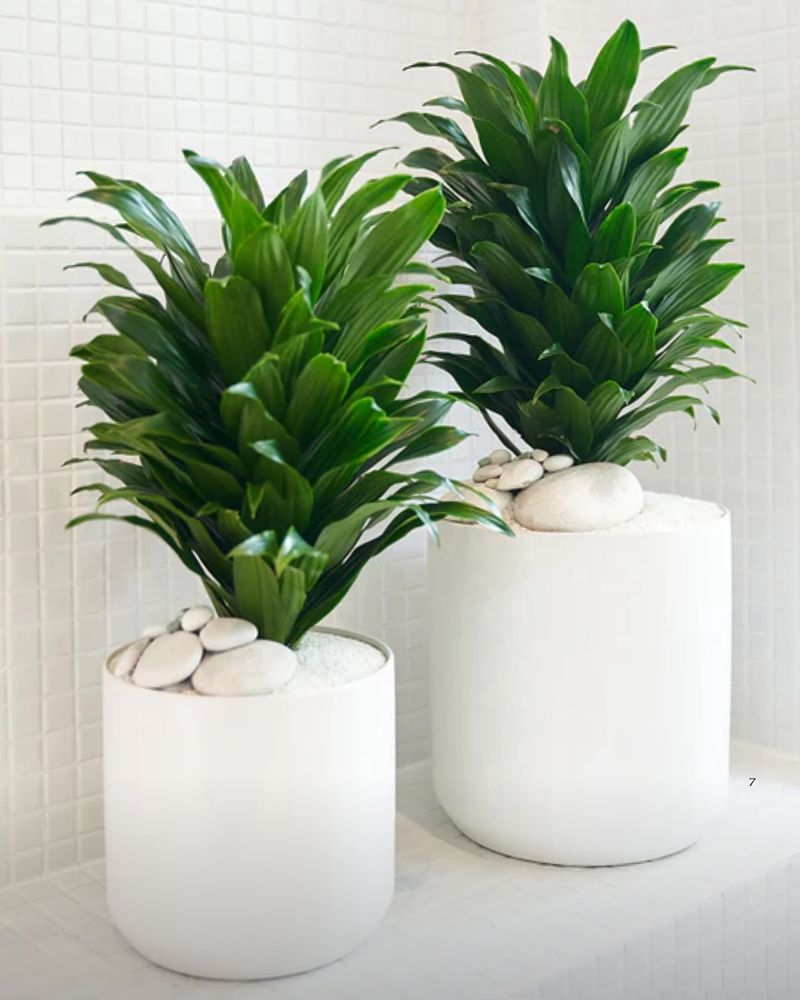 Janet Craig Dracaena (Dracaena deremensis)