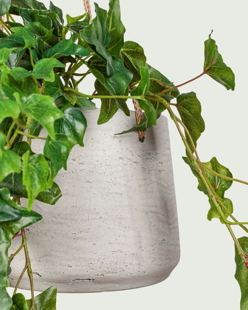 English Ivy: Classic Trailing Cleanser