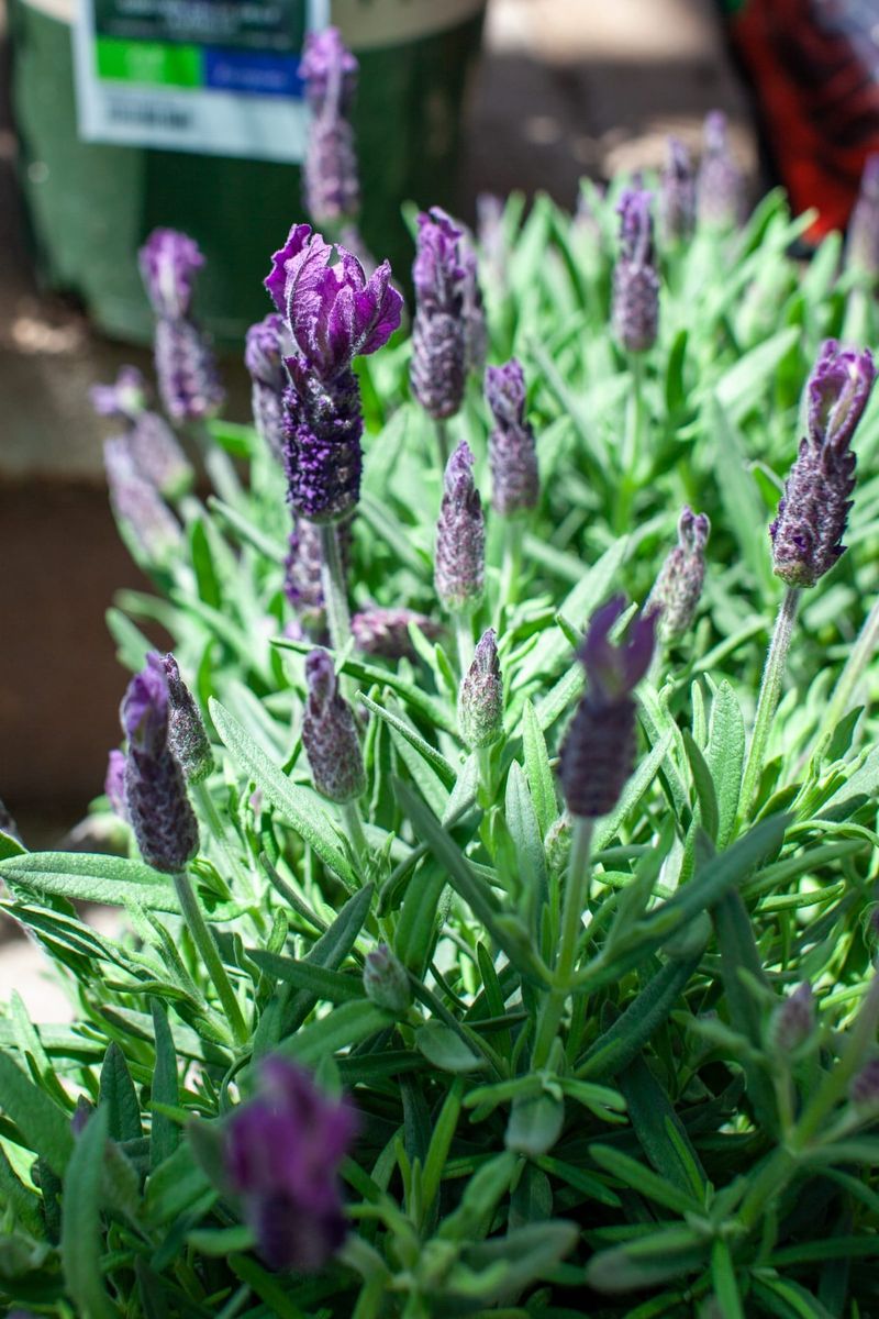 Lavender's Moisture Misery