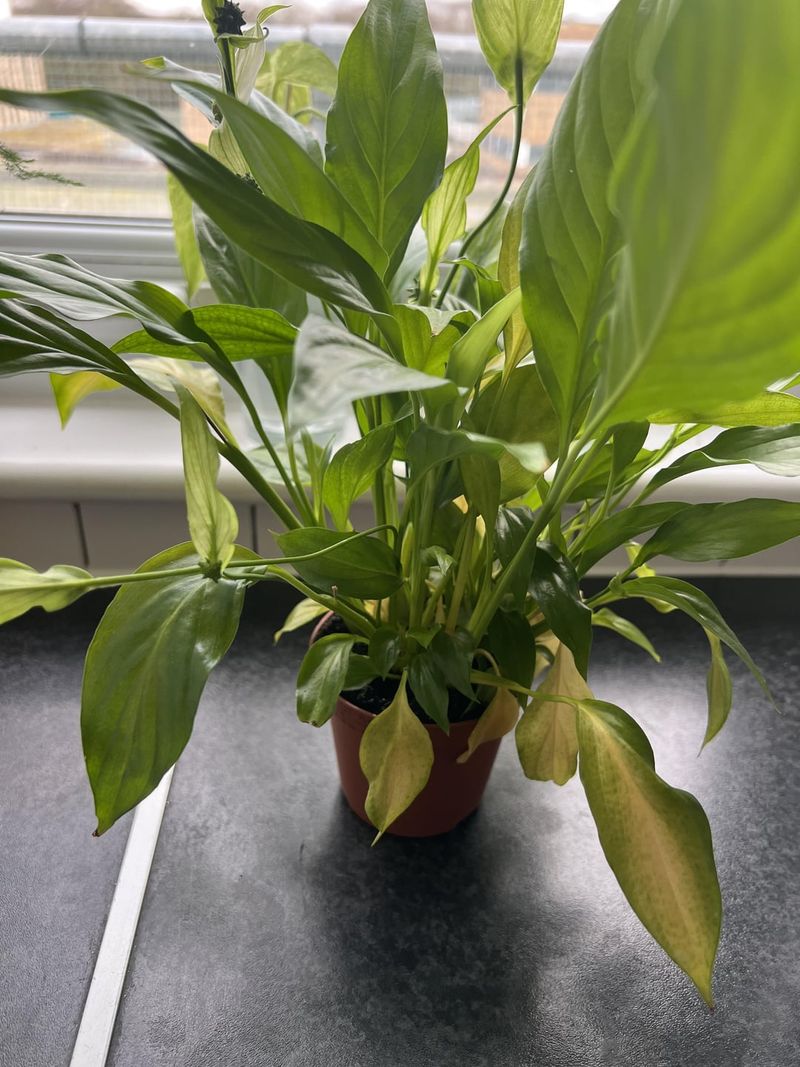Peace Lilies Signal Their Needs