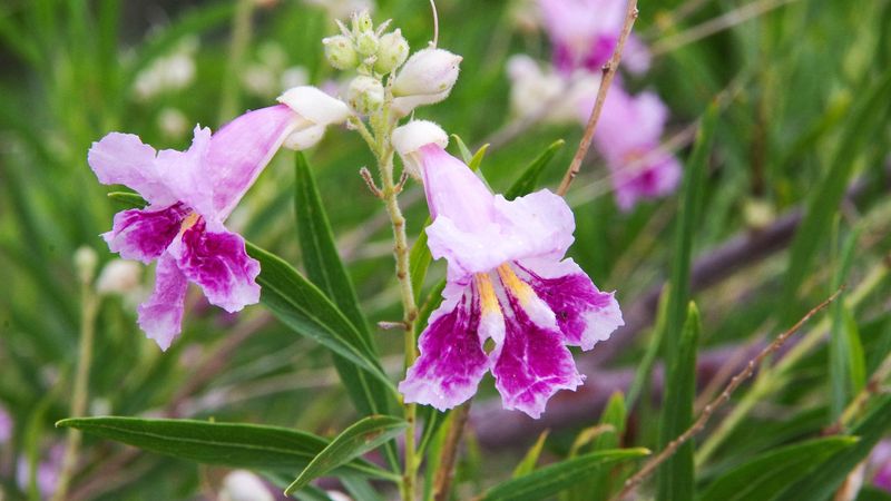 Desert Willow Magic