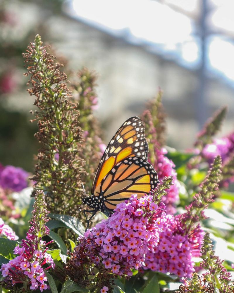 Butterfly Bush Bonanza