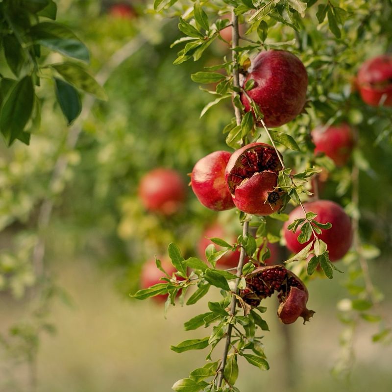 Pomegranate's Ancient Appeal