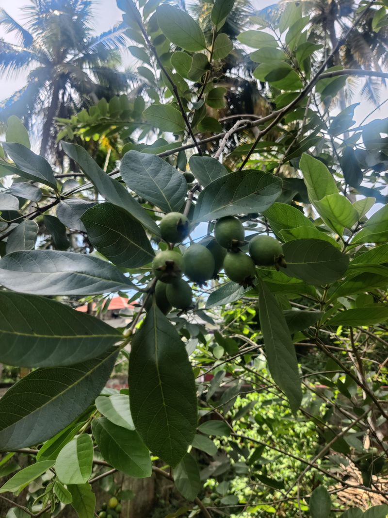 Guava