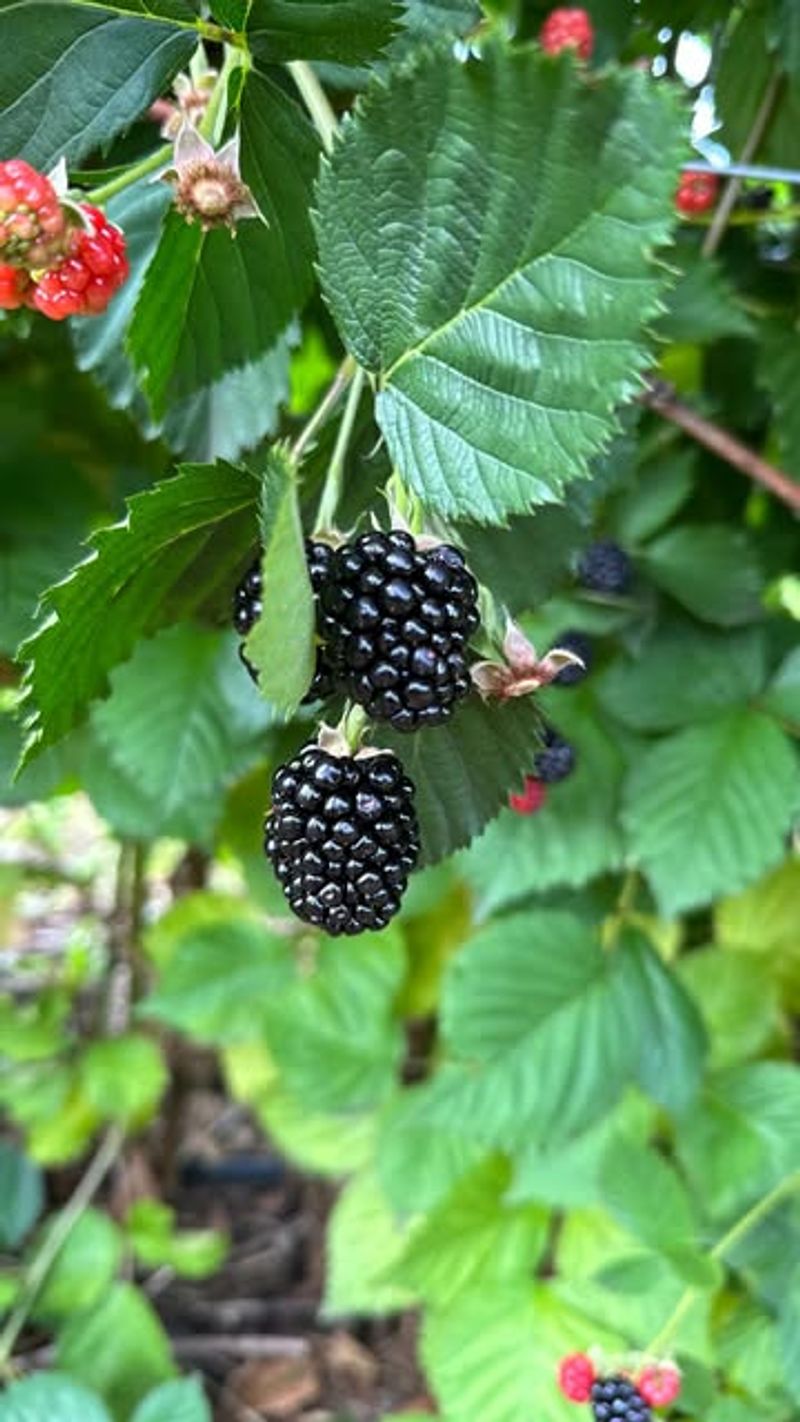 Blackberry Beginnings