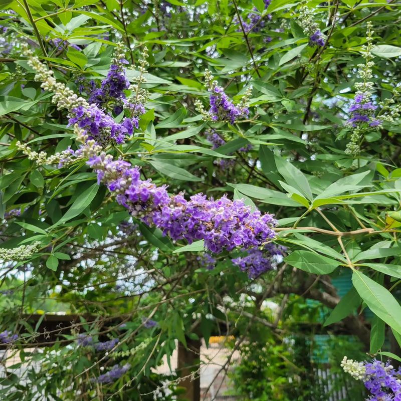 Vitex Trees Shaped In Fall