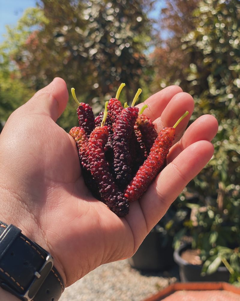 Mulberries