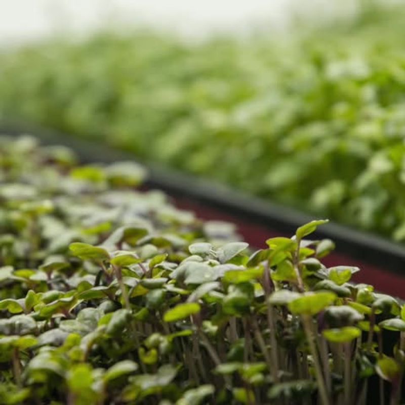 Microgreens