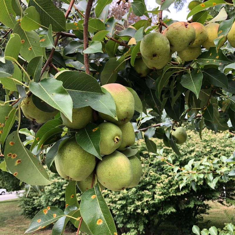 Pears