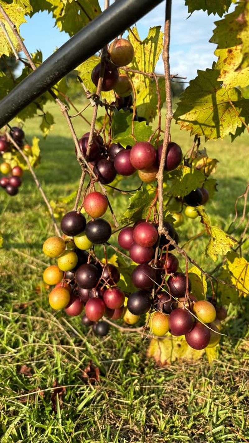 Muscadine Grapes
