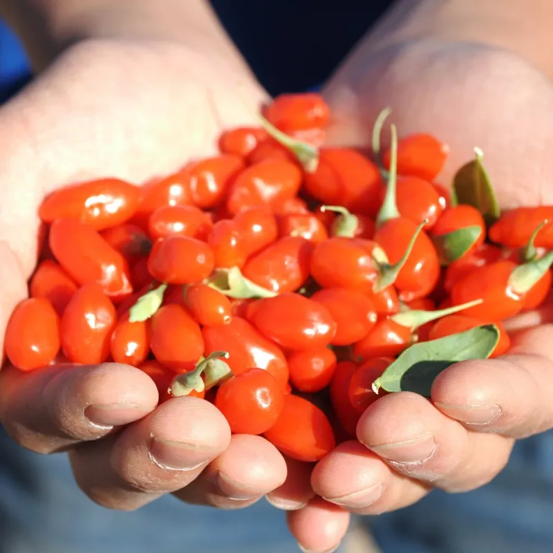Goji Berries