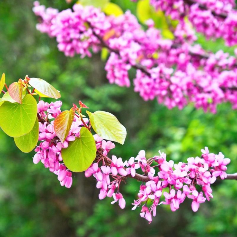 Plant During Dormant Seasons