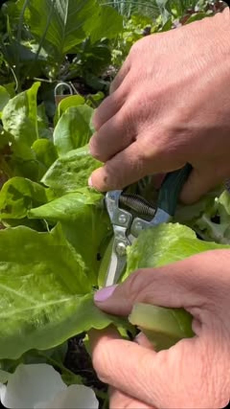 Harvest Like A Pro