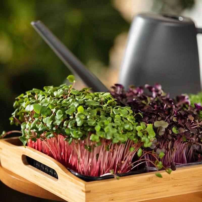 Microgreens