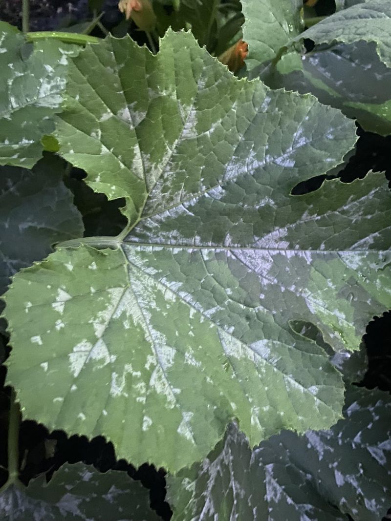 Powdery Mildew Outbreak