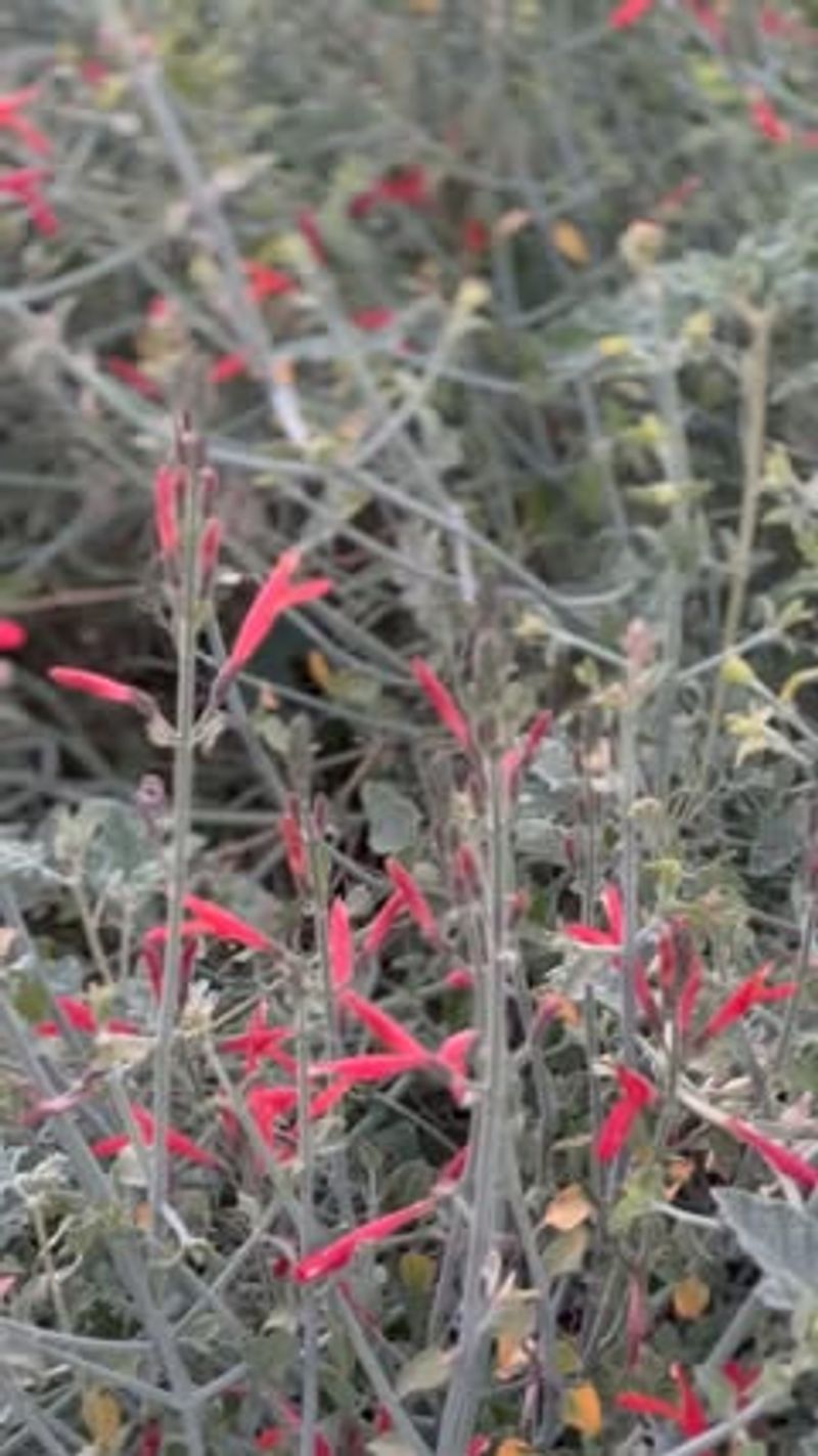 Chuparosa: Hummingbird's Favorite Fast Food