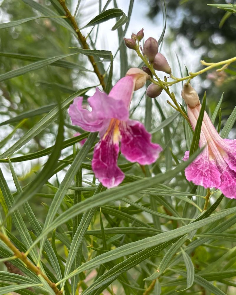 Desert Willow: The Butterfly Magnet