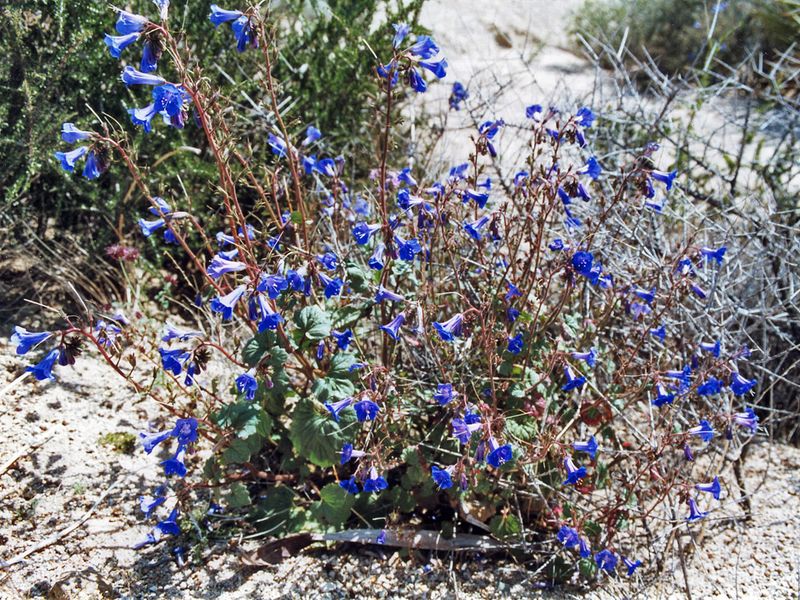 Blue Curls (Phacelia campanularia)