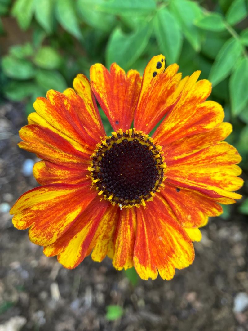 Helenium