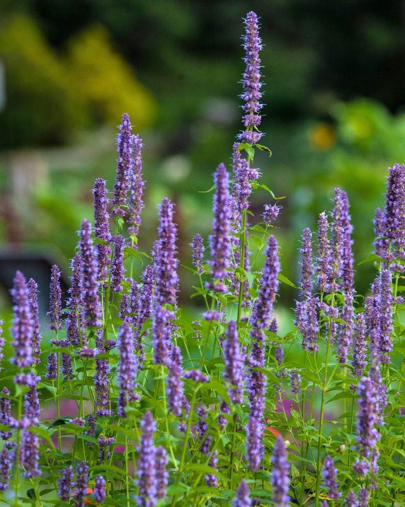 Giant Blue Hyssop