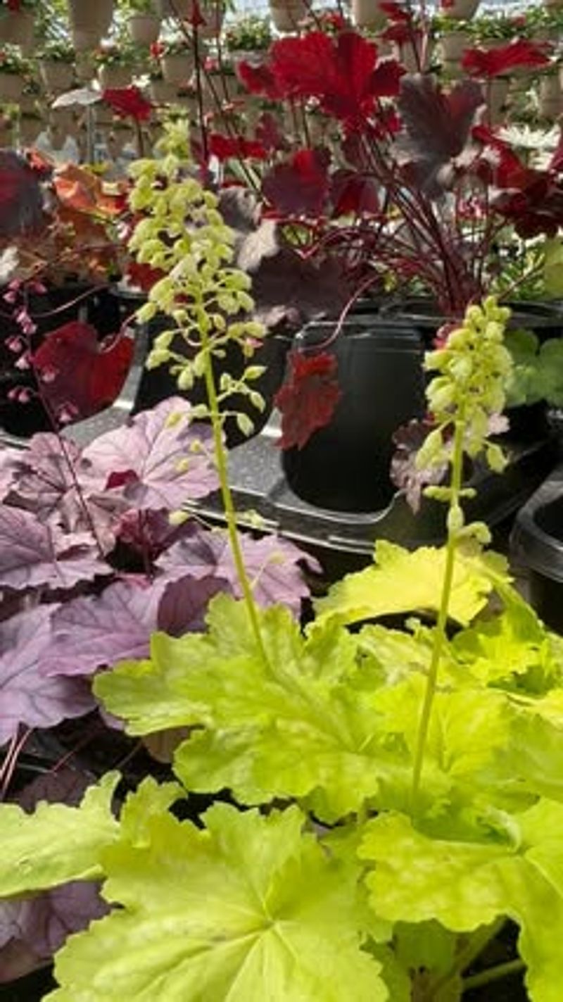 Coral Bells