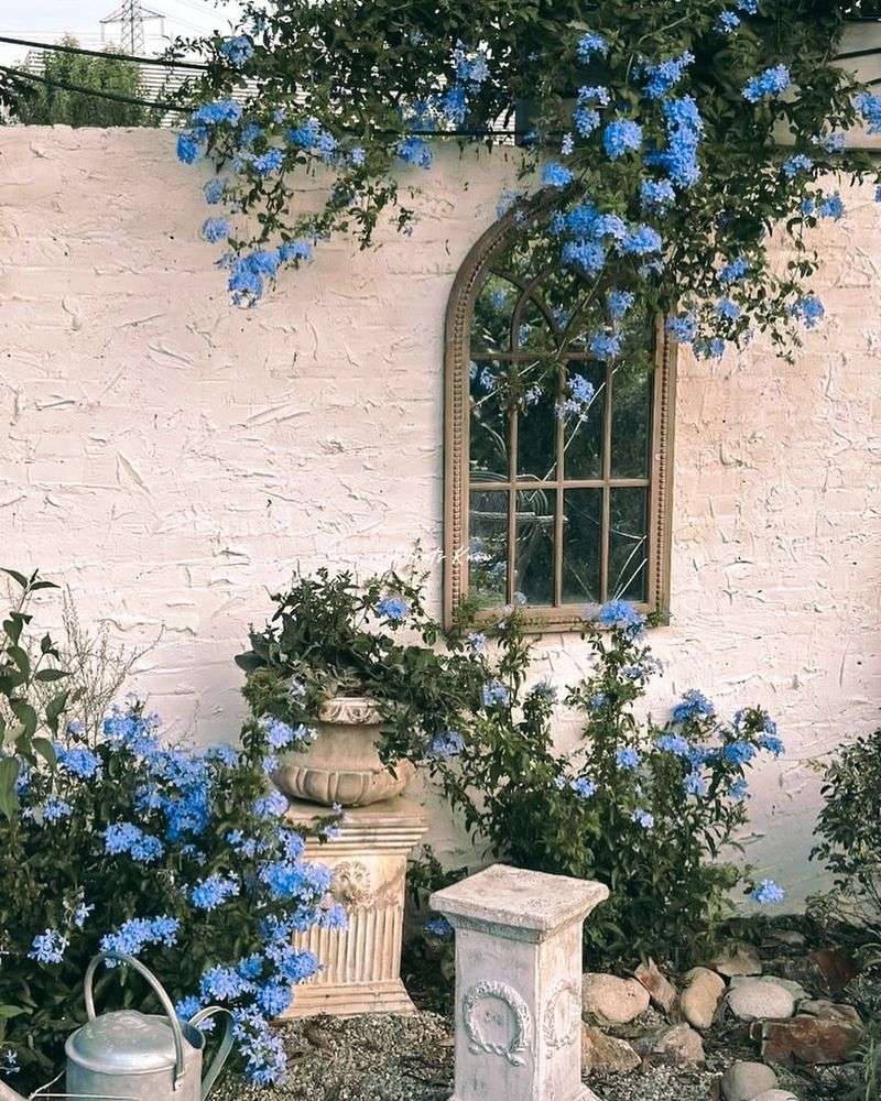 Plumbago