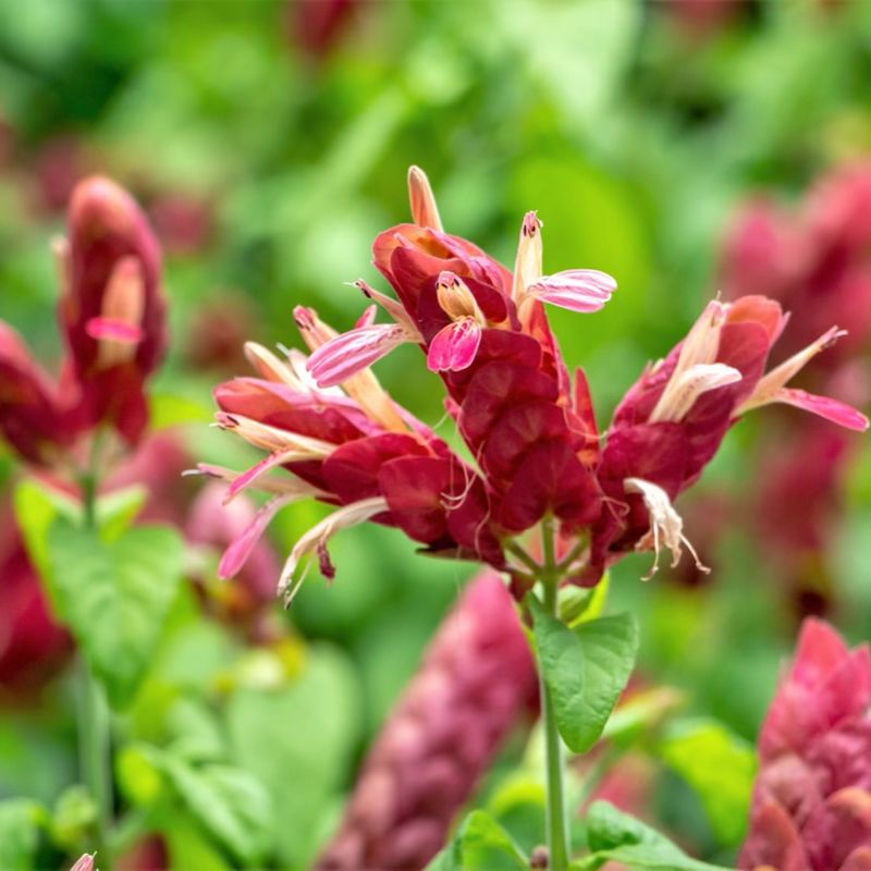 Shrimp Plant: Nature's Living Sculpture