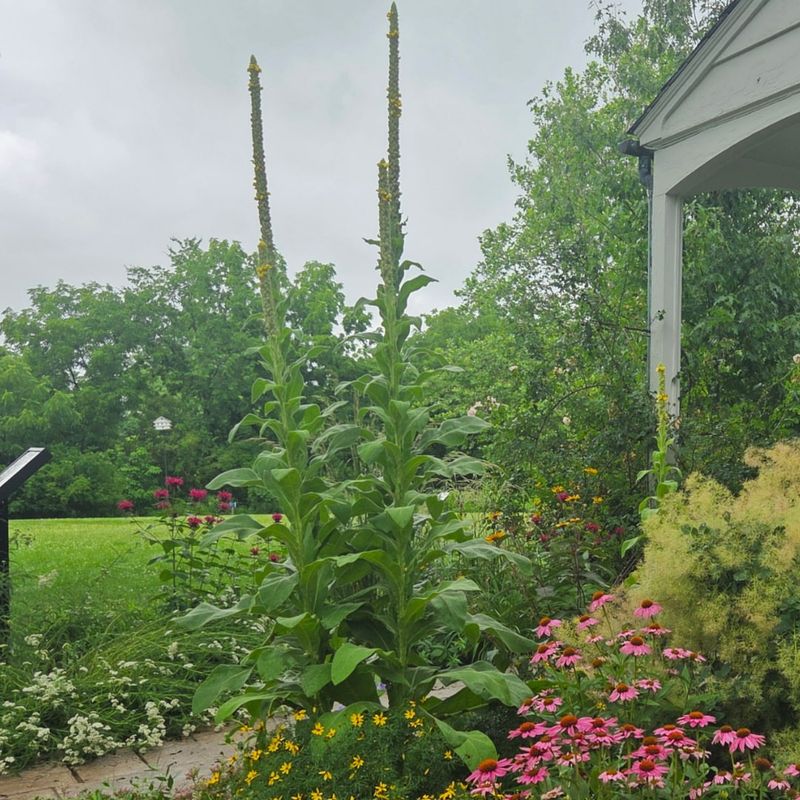 Common Mullein