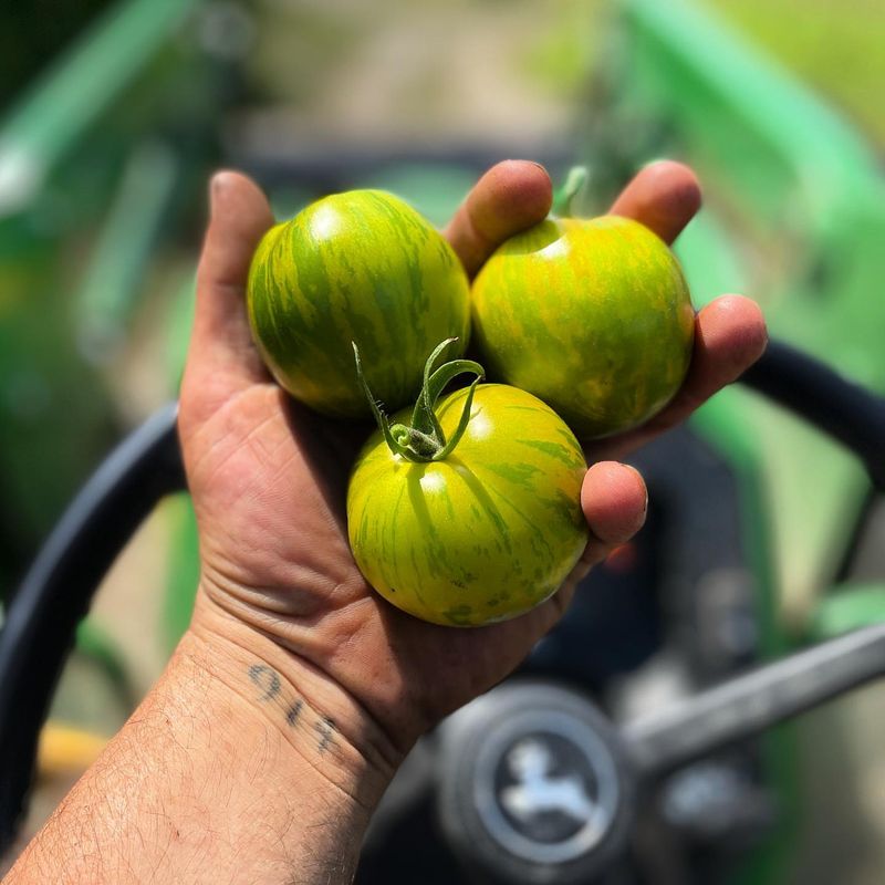 Green Zebra Tomatoes