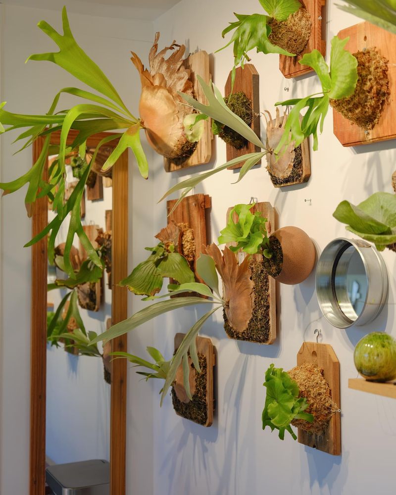 Staghorn Fern