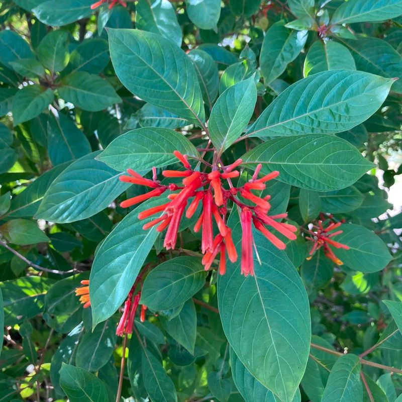 Firebush