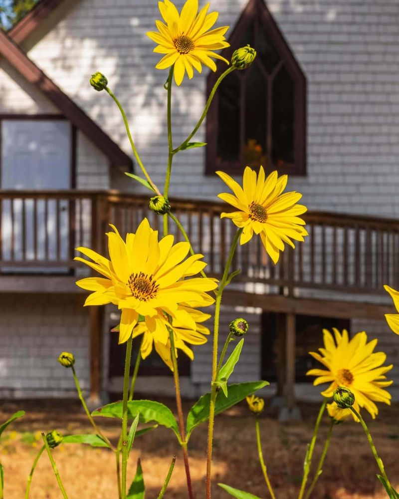 Maximilian Sunflower (Helianthus maximiliani)