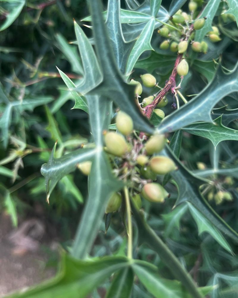 Agarita (Mahonia trifoliolata)