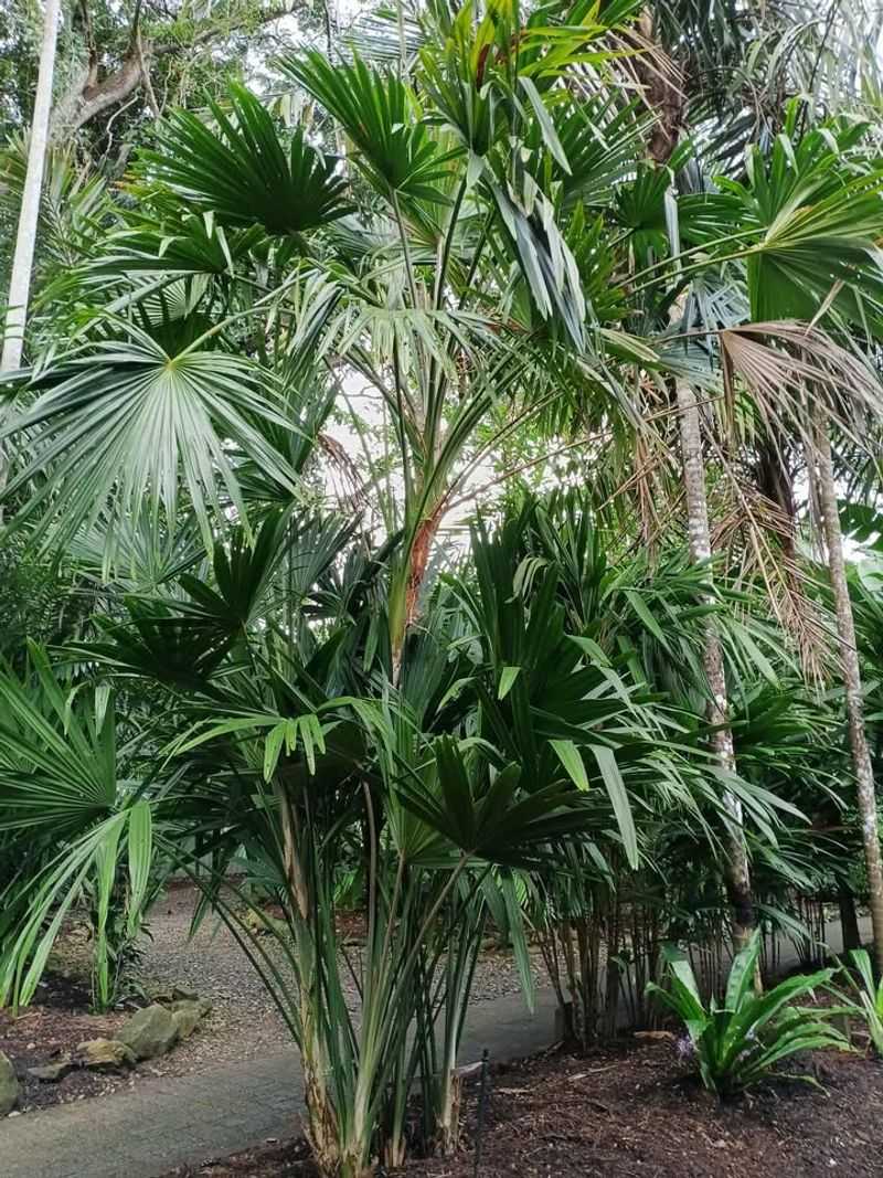 Dwarf Palmetto Tropical Screen